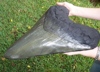 where can i buy a megalodon tooth