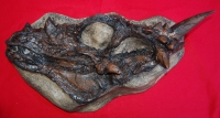 Dracorex hogwartsia skull