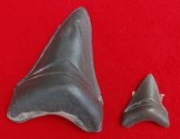 Otodus Megalodon Shark 46 Tooth Set
