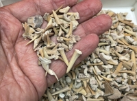 Real Fossil Shark Teeth Mix, Morocco (1 pound bulk)
