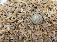 Real Fossil Shark Teeth Mix, Morocco (1 pound bulk)