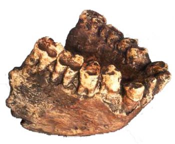 gigantopithecus bones