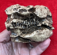 Diadectes sp. Skull, Roane County West Virginia