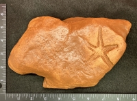 Devonaster chemungensis, Starfish from West Virginia