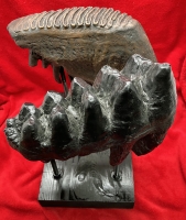 Mammoth & Mastodon Tooth Comparison Exhibit