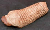 Odontocephalus egeria, West Virginia Largest Trilobite