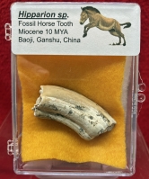 Hipparion Horse Tooth (example) In Acrylic Display Case